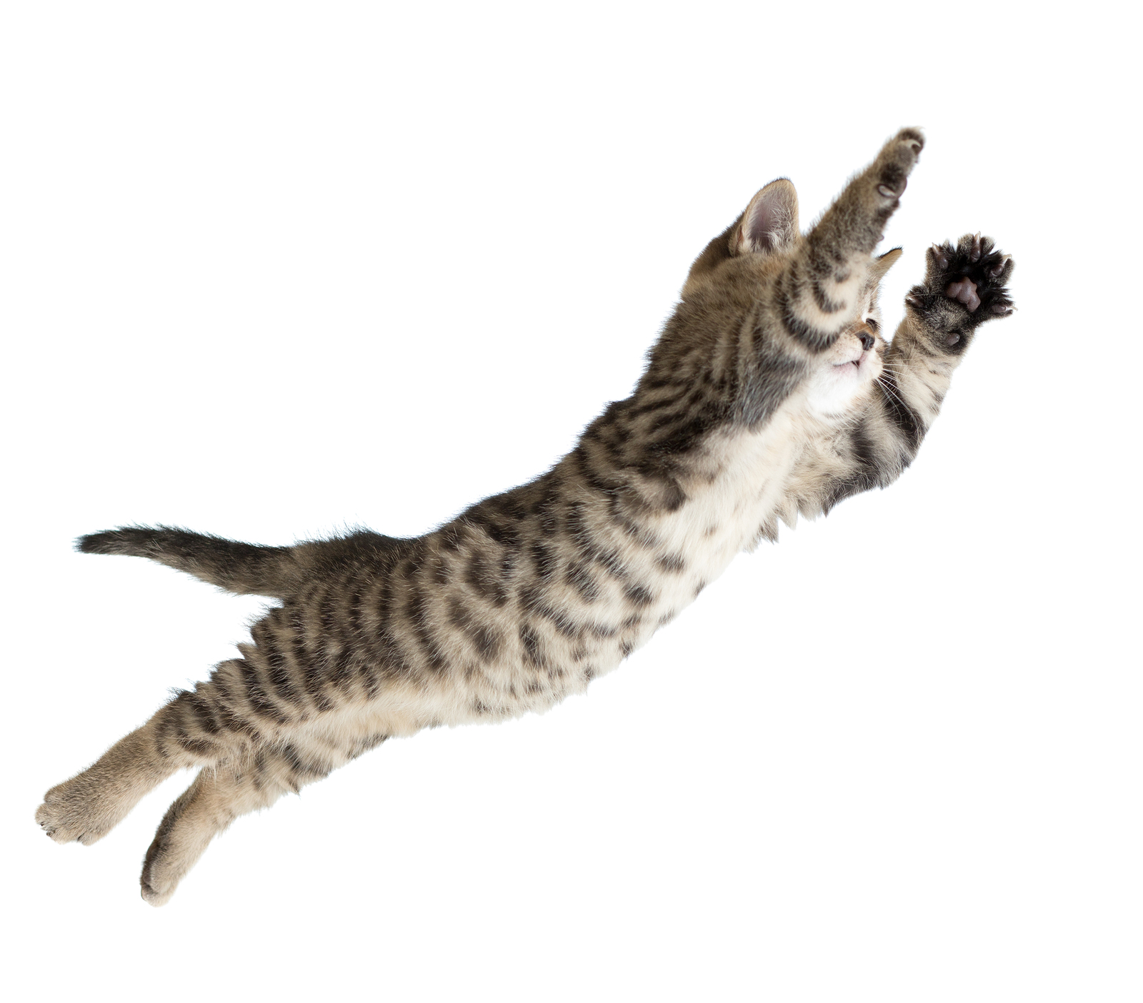 Flying or jumping kitten cat isolated on white | Lion & Panda