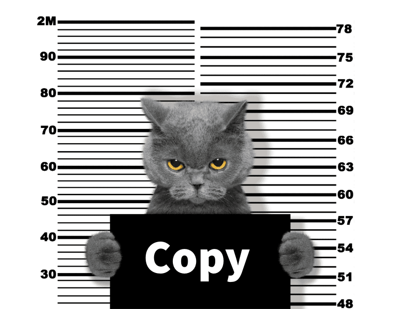 Gray cat with amber eyes holding black sign labeled 